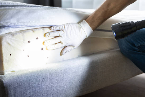 Wasp Removal Services in Hortonville, WI