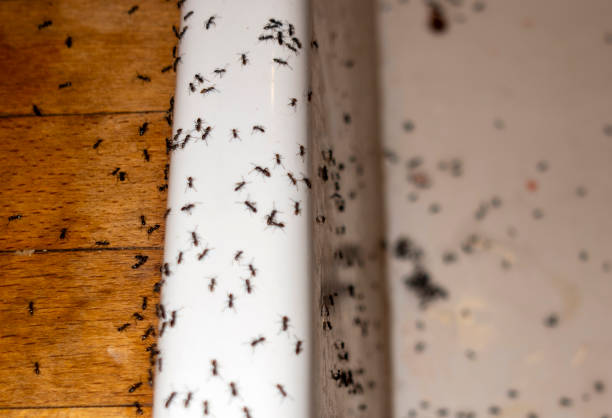 Best Termite Control Services  in Hortonville, WI
